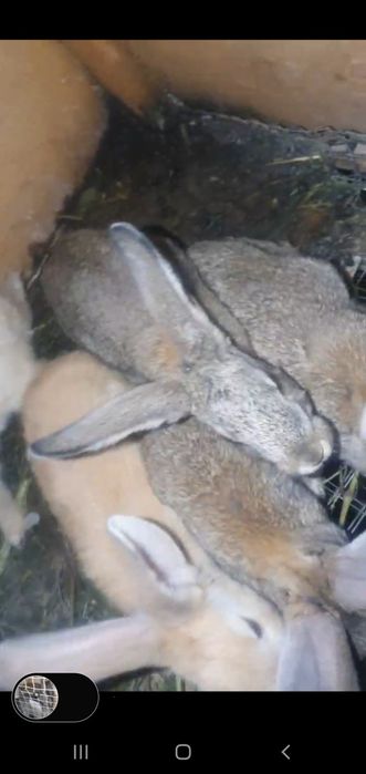 Quyonlar sotiladi ona bola 2 oylik Bogan bollari