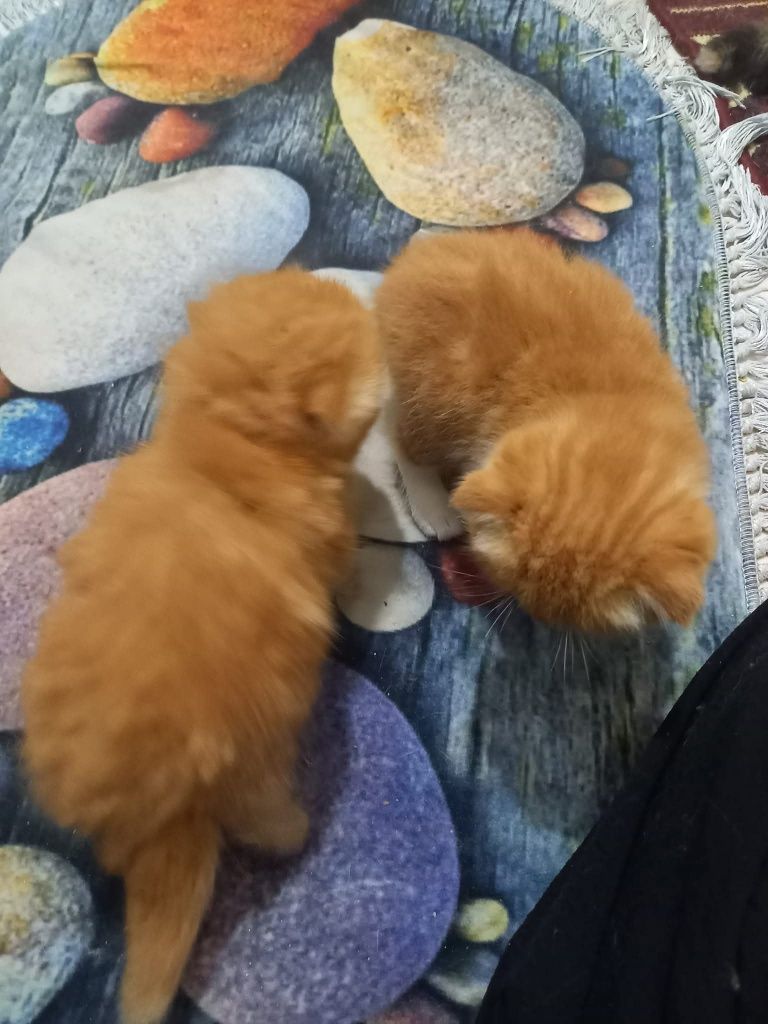 Вязка кот шустрый рижый крассавчик крупный