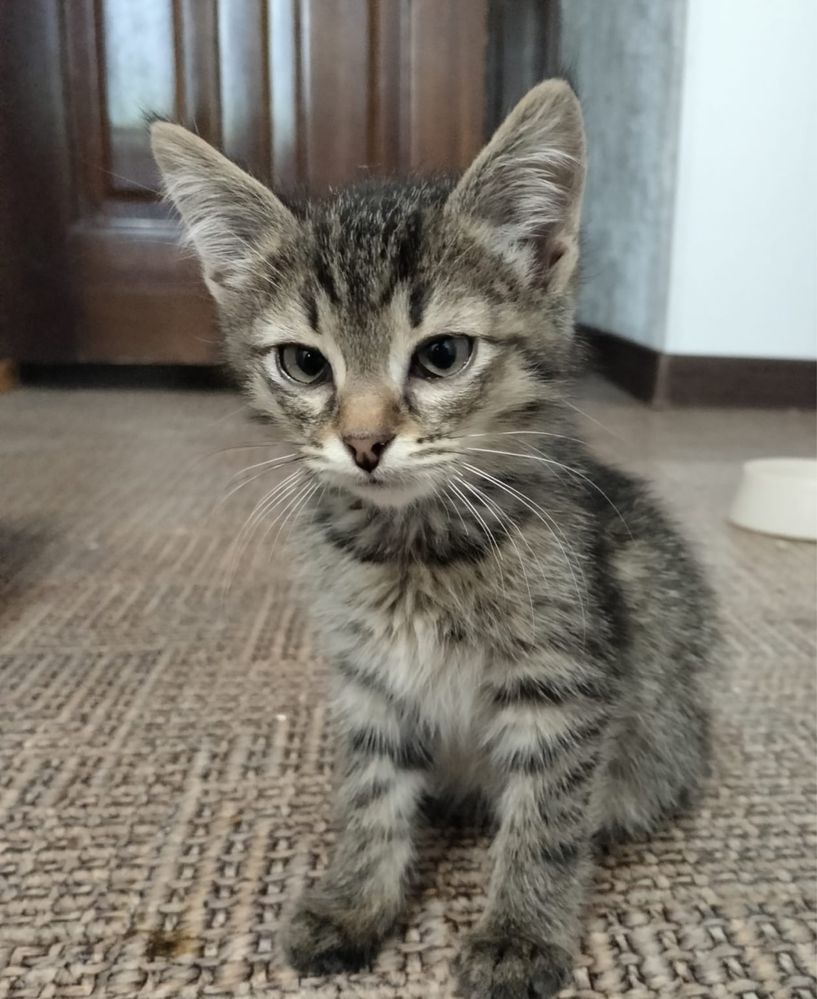 Милые Котята срочно ищут дом
