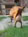 Vând Capră de 7 litri de lapte