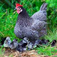 Ouă găini Rasa Austrarolp