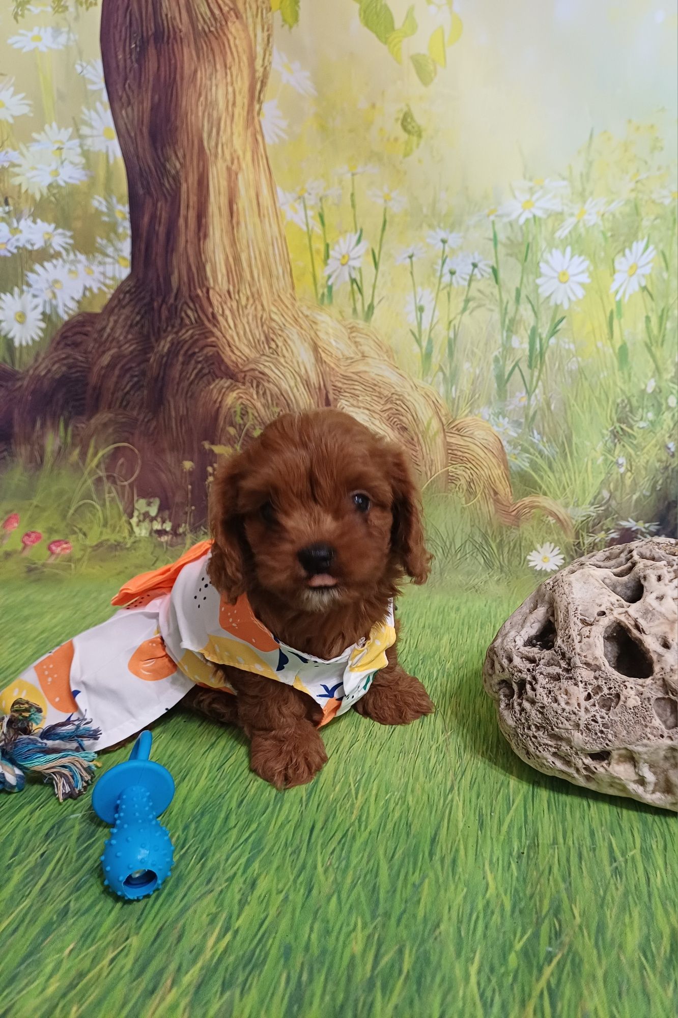 Кавапу !  Cavapoo!