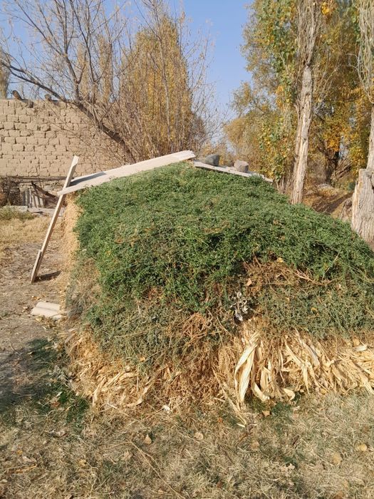 Продаётся клевер