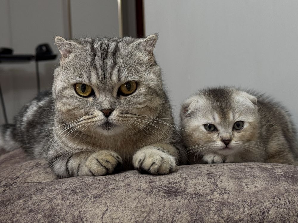 Шотланский вислоухи