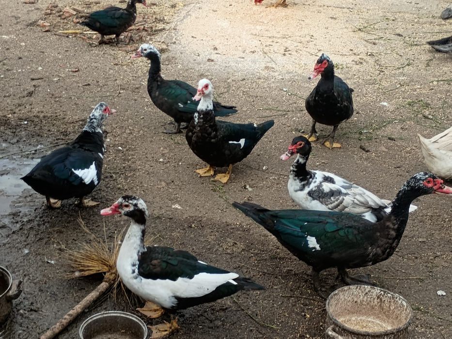 Vând rate mute tinere,  mai multe culori