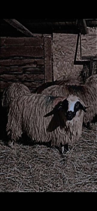 De vanzare 20 de oi si 8 noatini