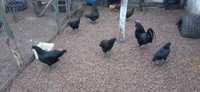 Găini Ayam de vanzare