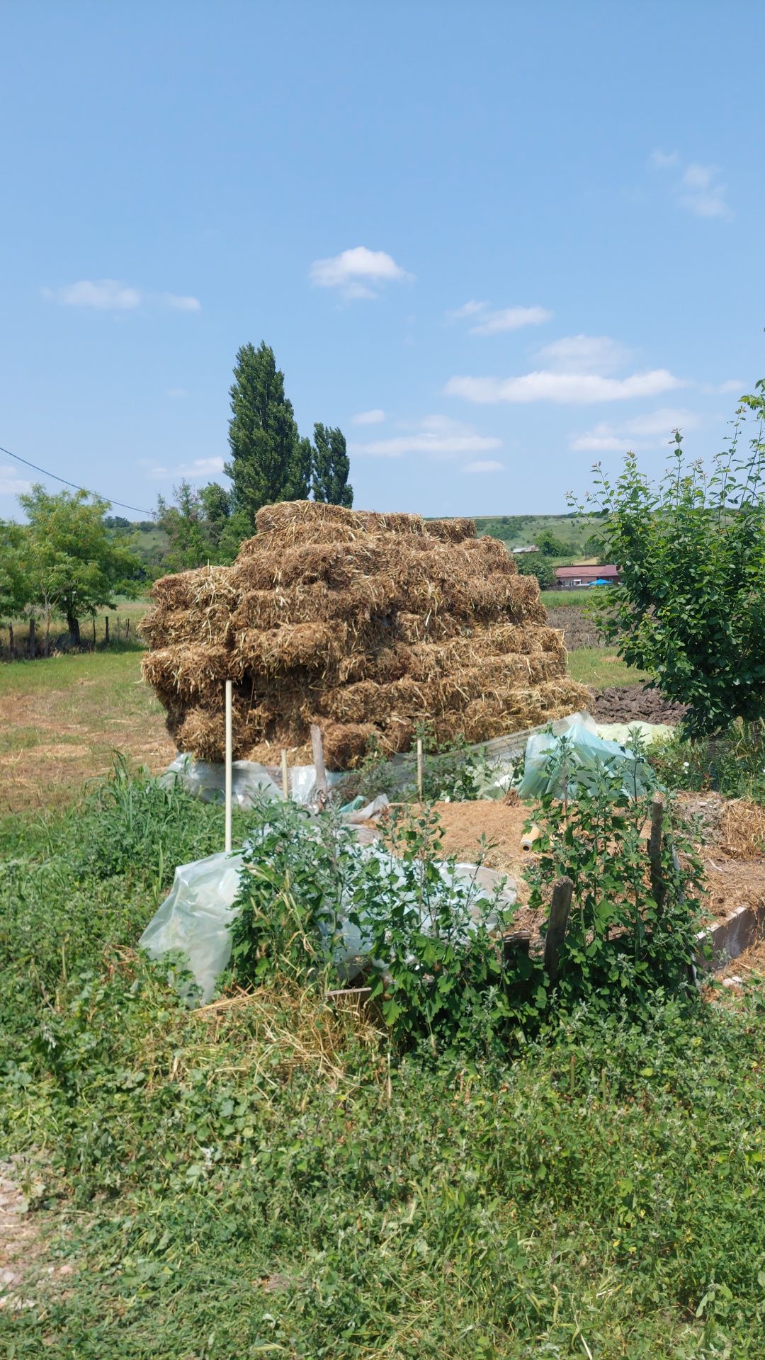 Baloti Mazare pastai 130 buc