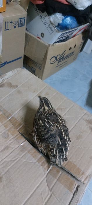 Продаётся клетка для перепелки