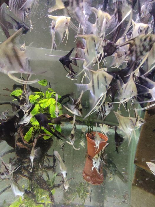 Ассалому алайкум скалария баликлари