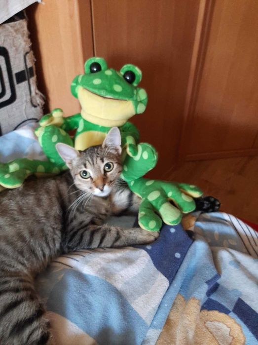 Tigruță pentru adopție