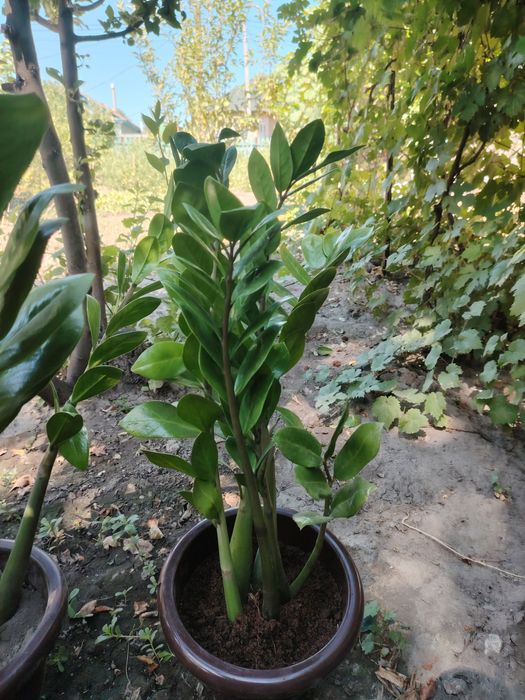 Продам Замиокулькас