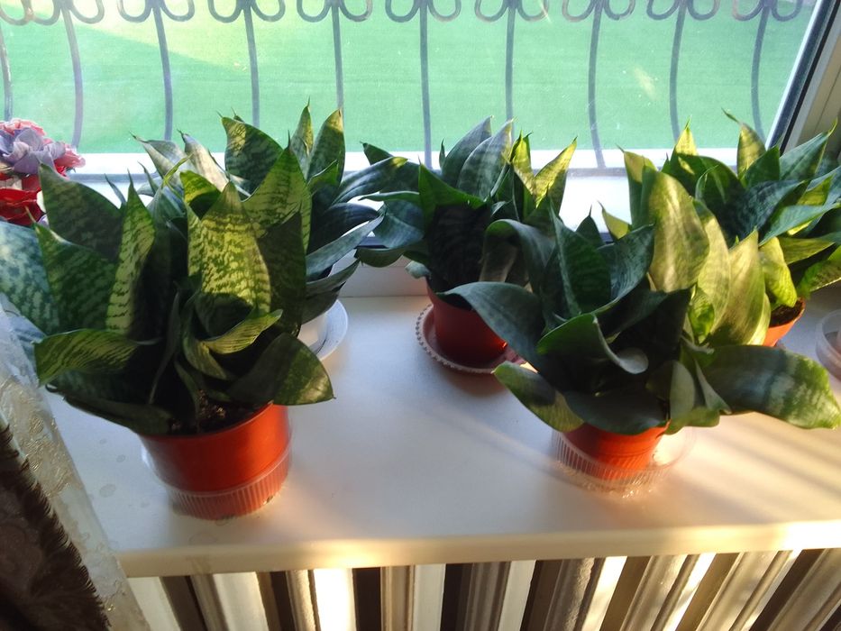 Продаю живые цветы