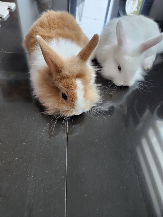 Iepurasi drăgălași...cap de leu