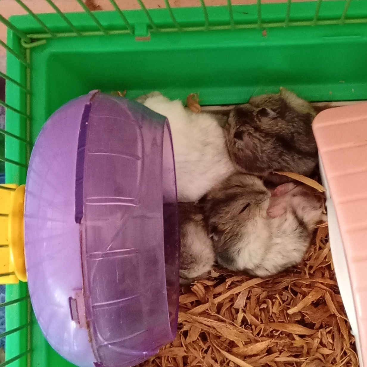 Donez hamsteri mici