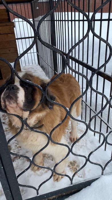 Вязка сенбернара сучку