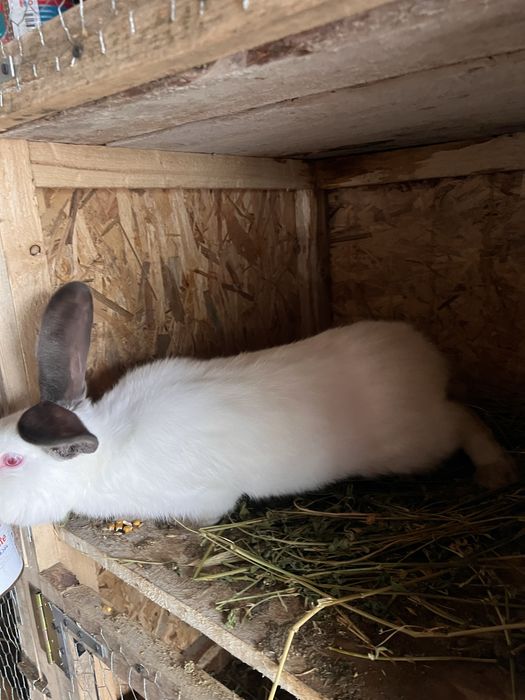 Iepuroi uriasi de transilvania