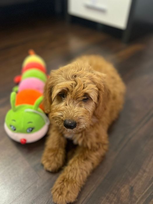Goldendoodle baiat