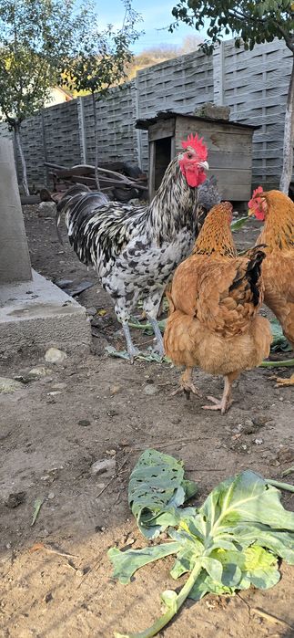 Cocoș Australorp Splash