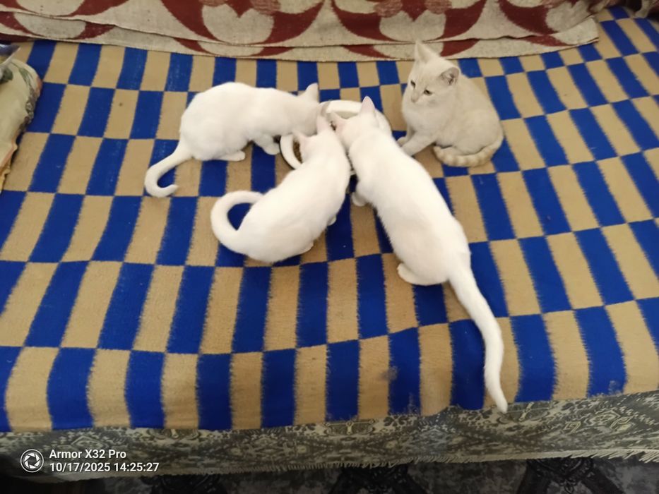 Подарявам котета 3 от тях са Бели
