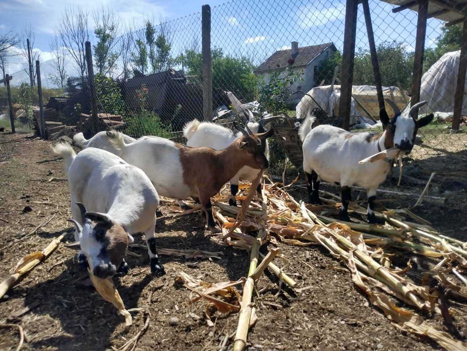 Холандски мини козички