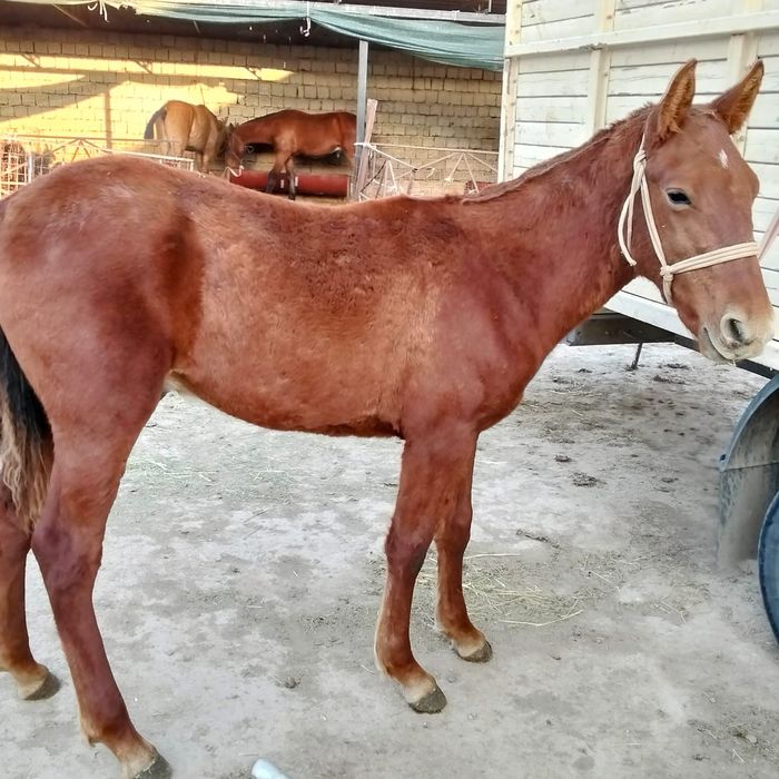 Тайлар бар жақсы жағдайда