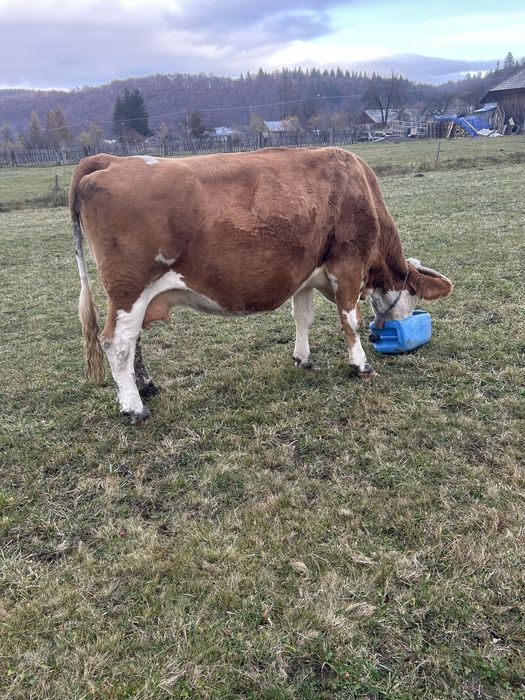 Vacă de vânzare!