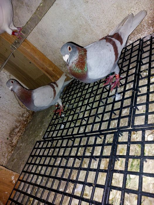 Pereche disponibilă