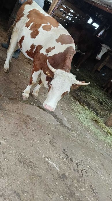 Vând 3 vaci bălțata romaneasca