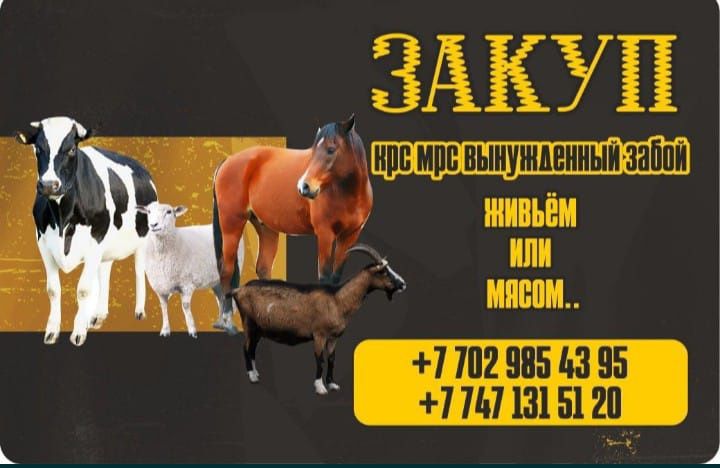 Коров,телок, лошадей