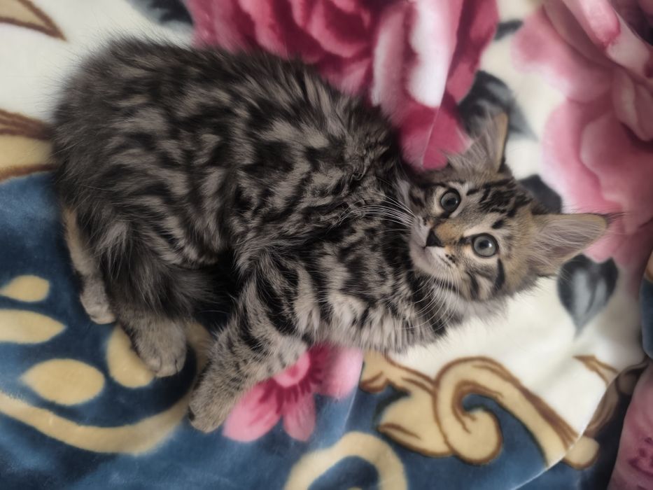 Отдам даром котёнка бесплатно