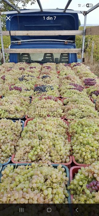 Vând Struguri de vin cu transportul la domiciliu calitate si seriozita