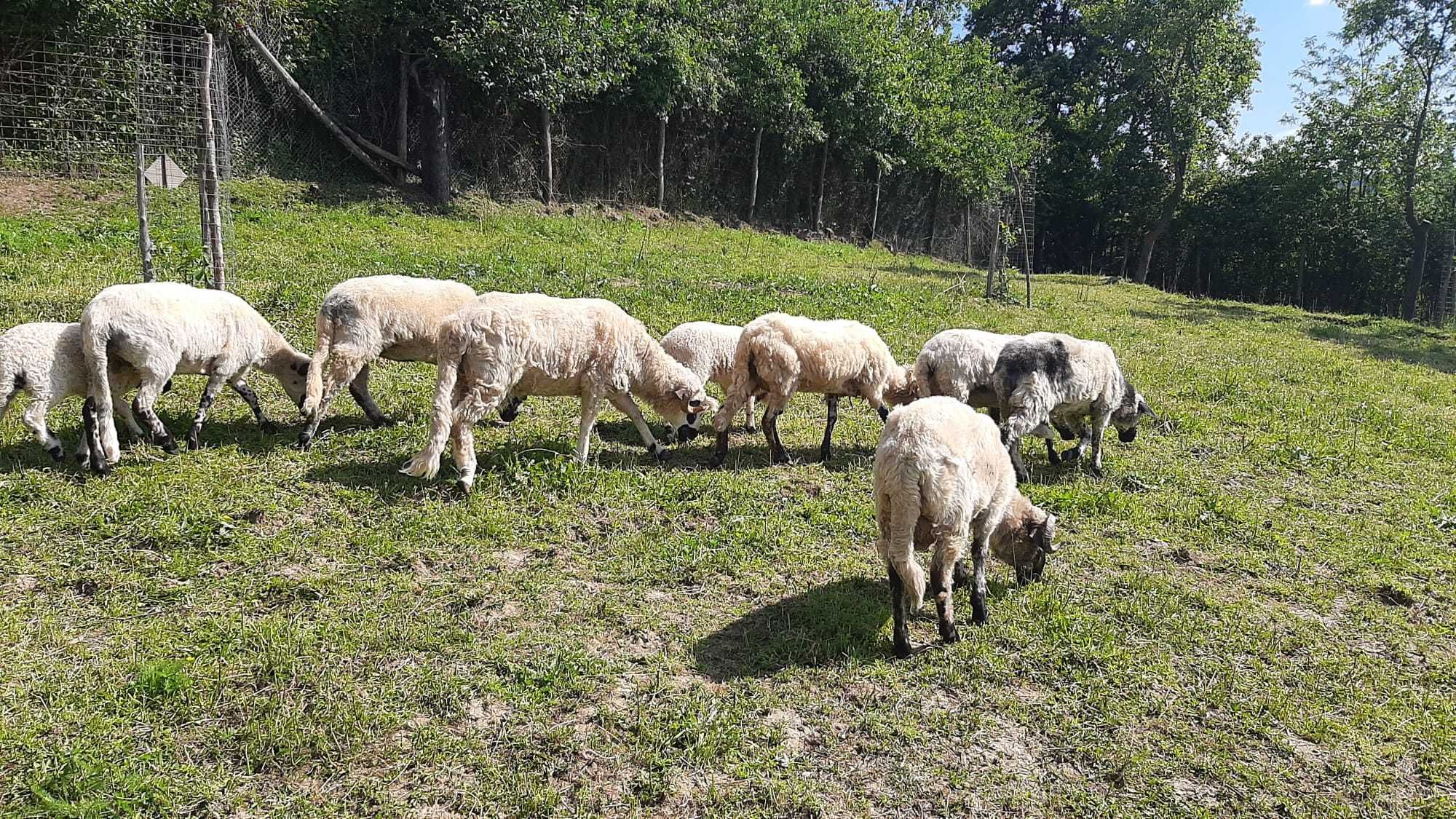 Doua oi de vanzare imreuna cu miei si un berbec