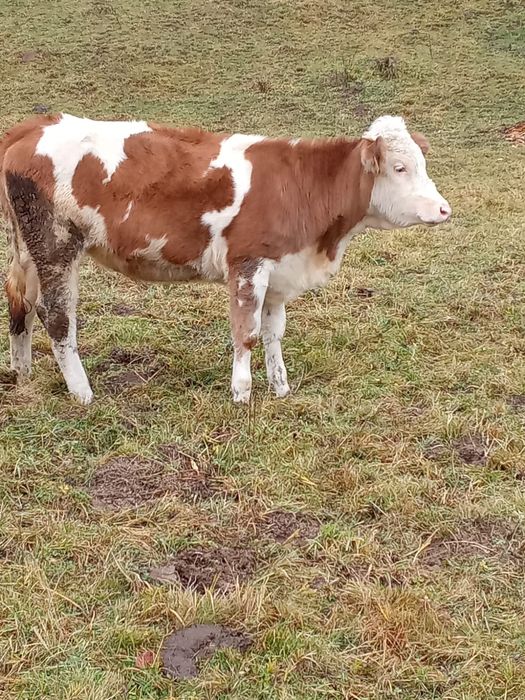 Vitea de vânzare Vidra ,Alba