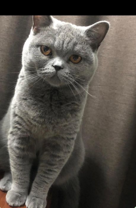 Отдам срочно ! Только 5 декабря.