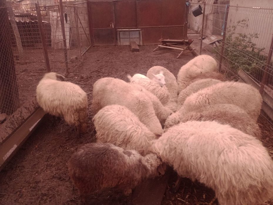 Vand 14 miele tânăre