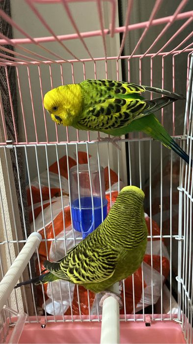 Папугай с полным комплектом