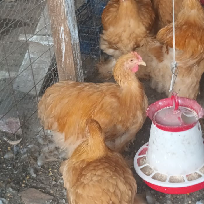 Cocoși Cochin galben