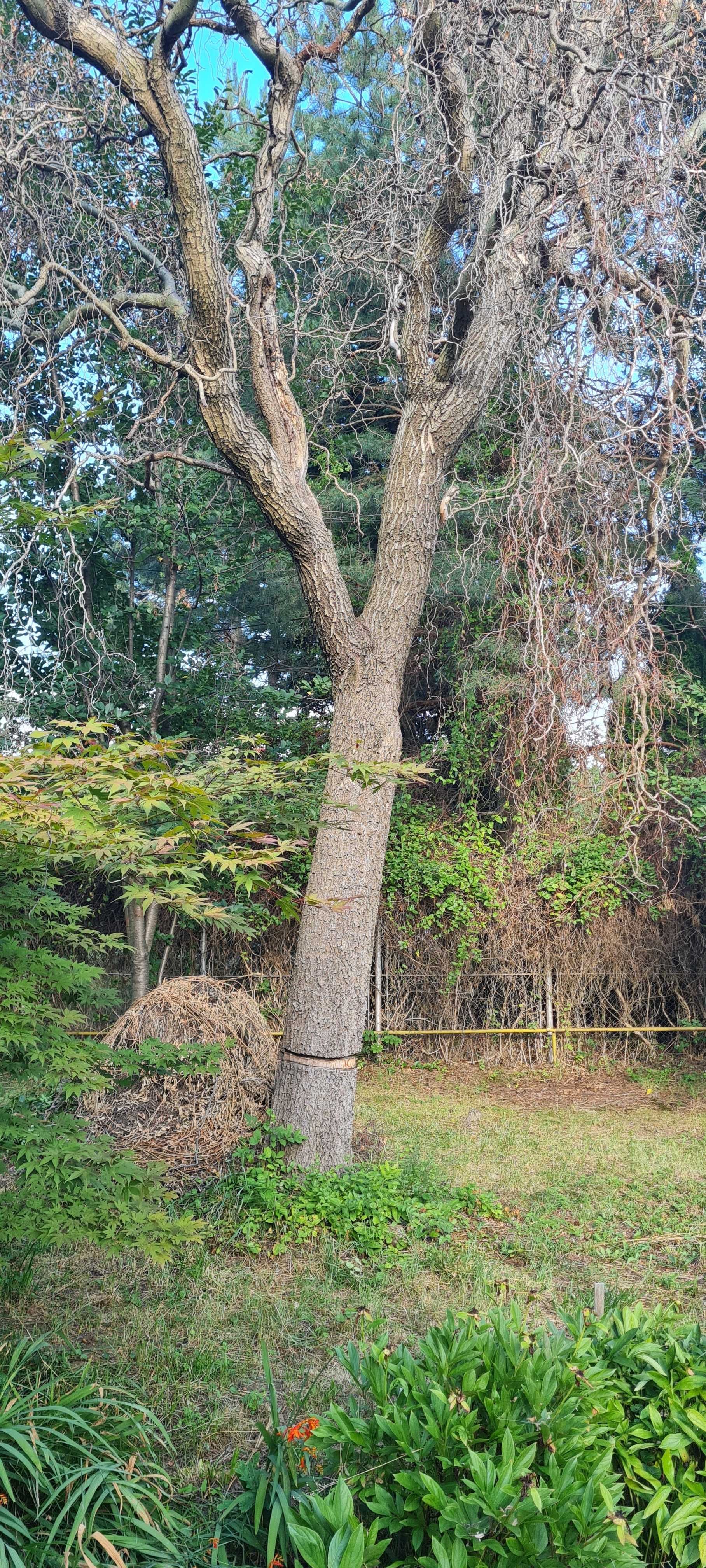 Toaletare copaci
