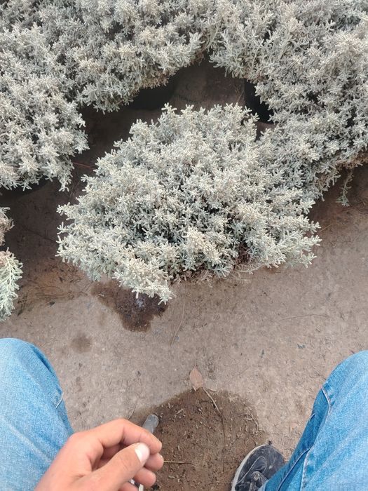 Santalna ciburek limoni timyan