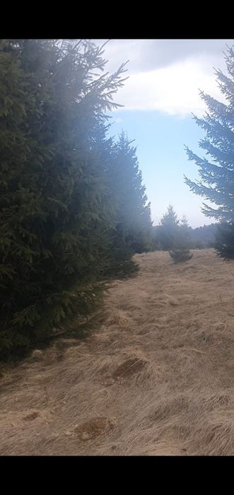 Teren de vânzare pentru cabană Păltiniș Sibiu