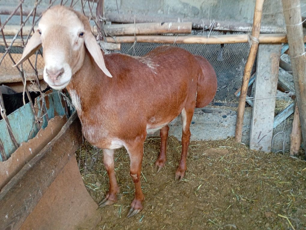 Quchoq 4yoshdan oshgan ogʻirligi 120-130