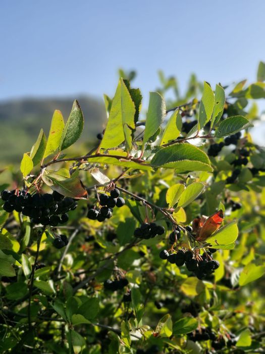Aronia de vânzare!