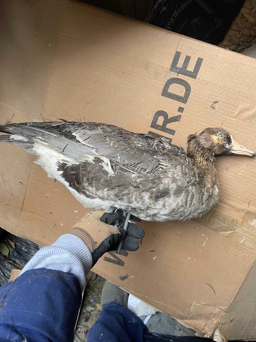 Rata, gasca  decoratiune vintage impaiata se vinde la saci