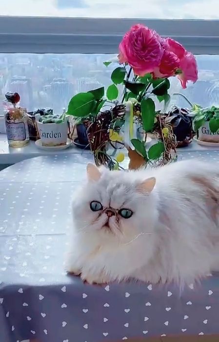 Vând pisică persana chinchilla