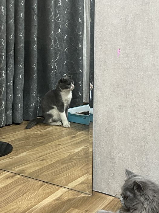 Отдам даром кота скотиш фолд