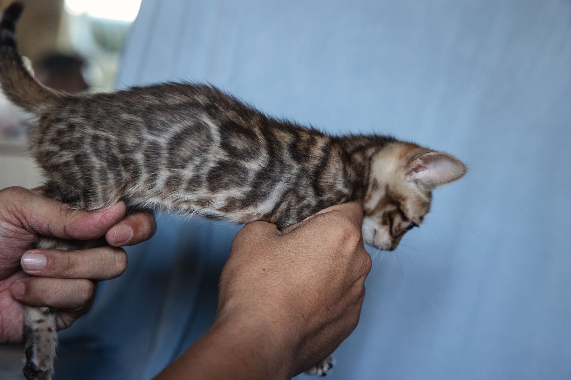 Бенгальские котята
