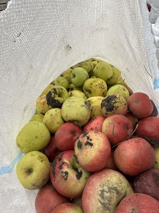 Vand mere pentru tuica/ suc