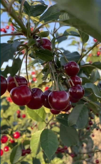 Vand cirese dulci 20lei kg ,