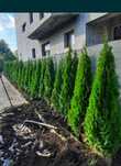 Thuja occidentalis smaragd, tuia columnaris, leylandii, aurea etc